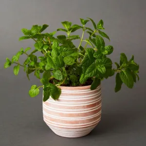 4.5" Small Striped Terracotta Pot