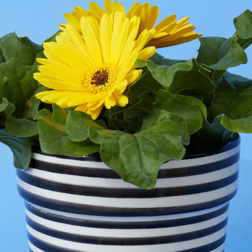 Black Striped Ceramic Small Planter